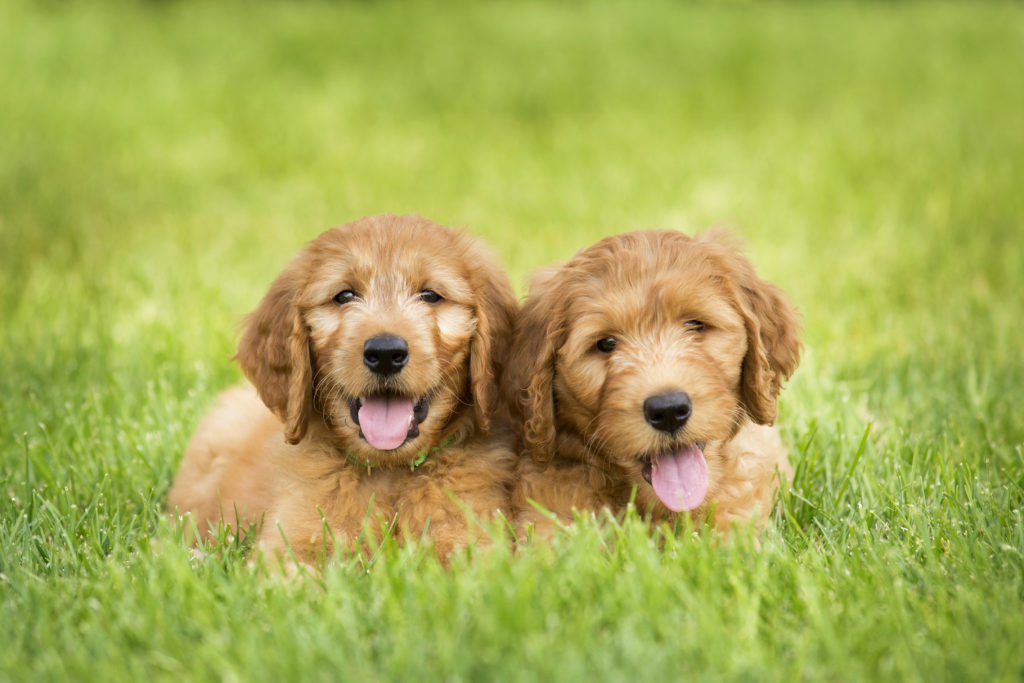 Dois cachorros goldendoodle no meio da relva