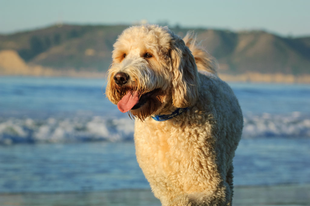 Goldendoodle adulto em pé junto ao mar