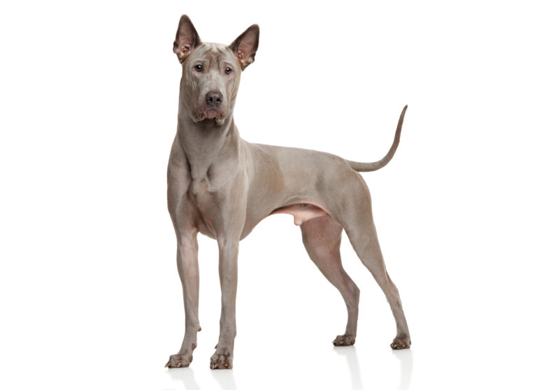 Thai Ridgeback adulto em pé sob um fundo branco