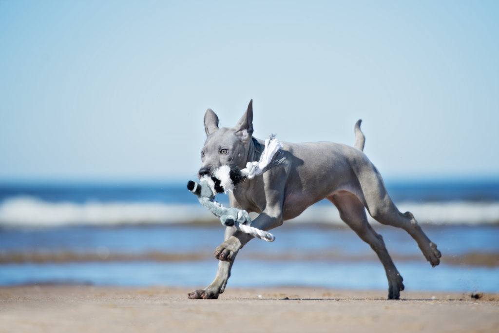 Thai Ridgeback adulto a correr numa praia com uma corda na boca