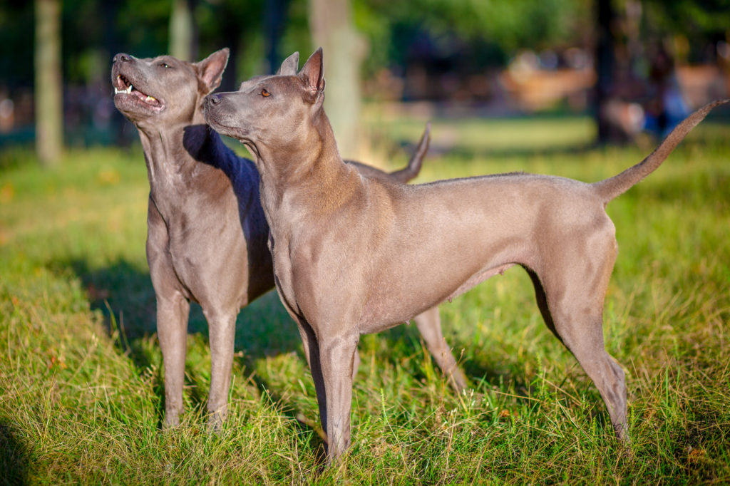 Dois Thai Ridgeback adultos em pé num campo