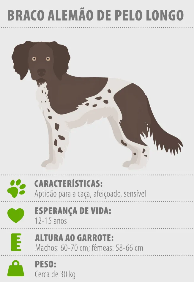 Zooplus_Magazine_Infographic_DeutschLanghaar_653x950_PT perfil braco alemão de pelo longo