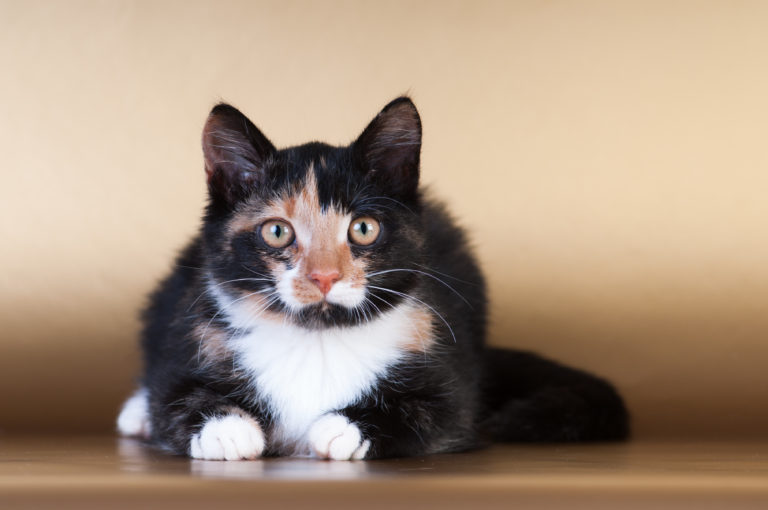 gato tricolor em fundo bege