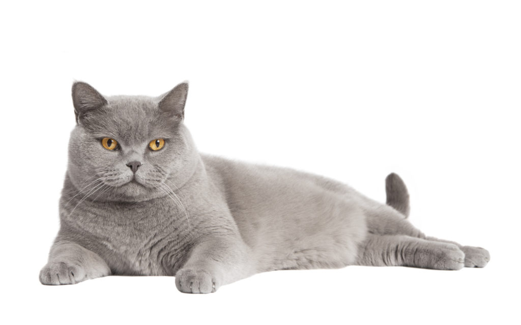 gato cinzento em pose