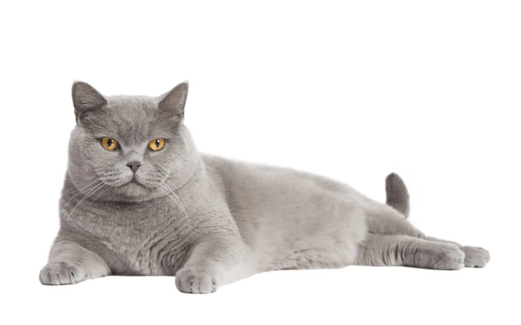 adotar um gato_2 gato cinzento em pose