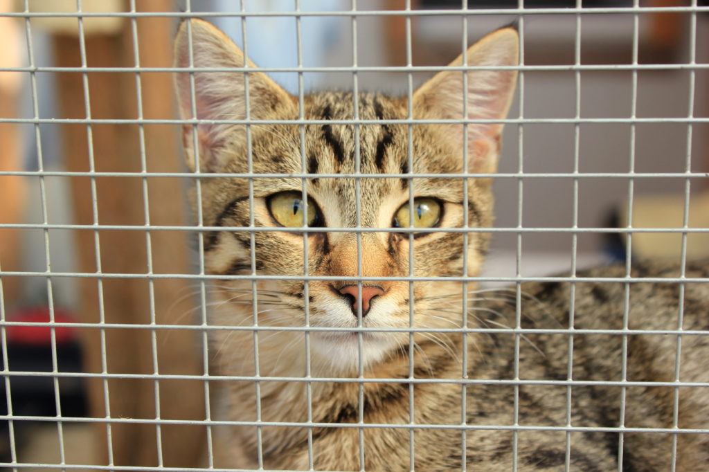 gato dentro de gaiola