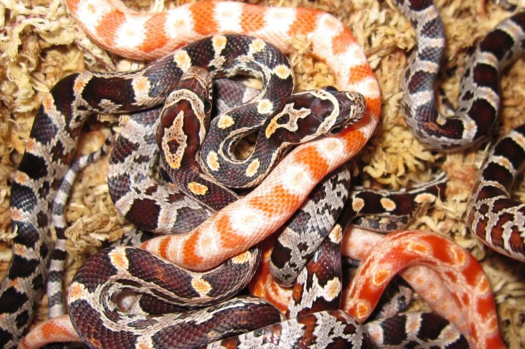 cobra do milho_2 close up de cobras do milho recém nascidas