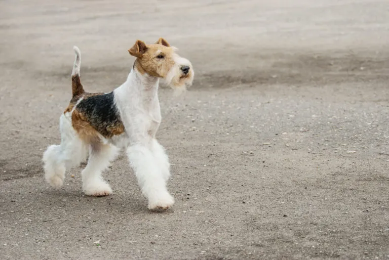Young Fox-Terrier Fox terrier de pelo duro a andar numa estrada
