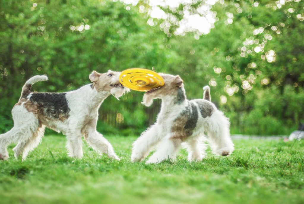 Dois fox terrier de pelo duro a brincar com um disco num jardim