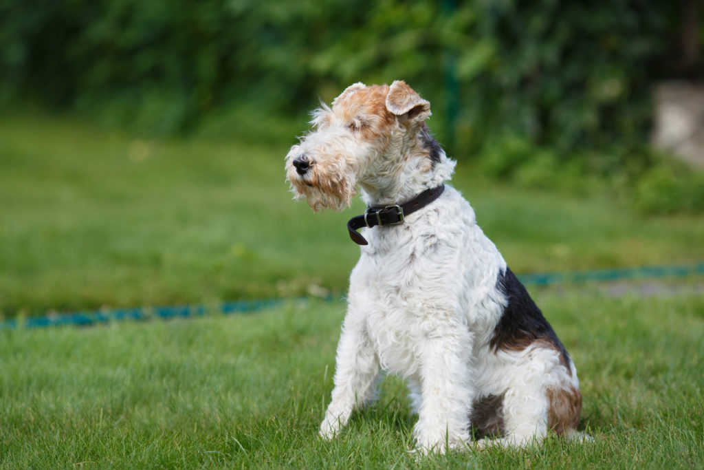 Fox terrier on a green grass background Fox terrier de pelo duro sentado na relva
