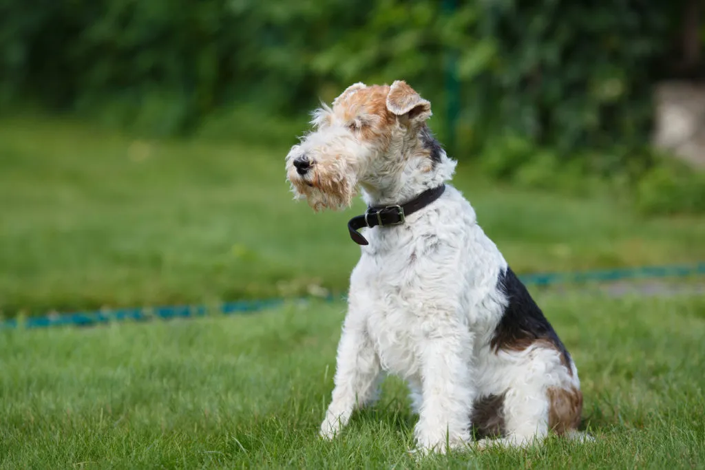 Fox terrier on a green grass background Fox terrier de pelo duro sentado na relva