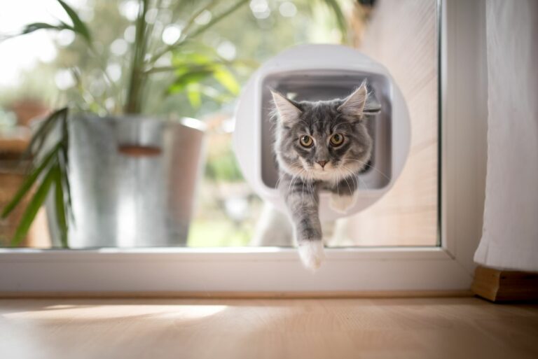 Gato a passar por uma porta para gatos instalada numa porta de vidro