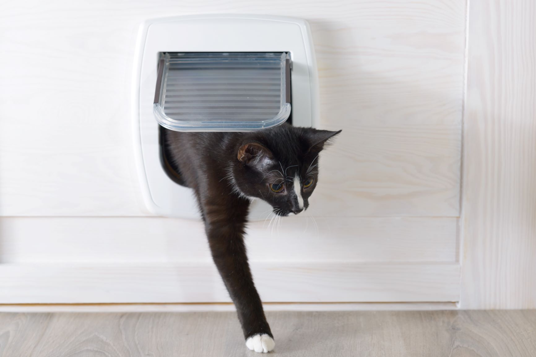 Gato preto com as patas brancas a entrar em casa através da gateira