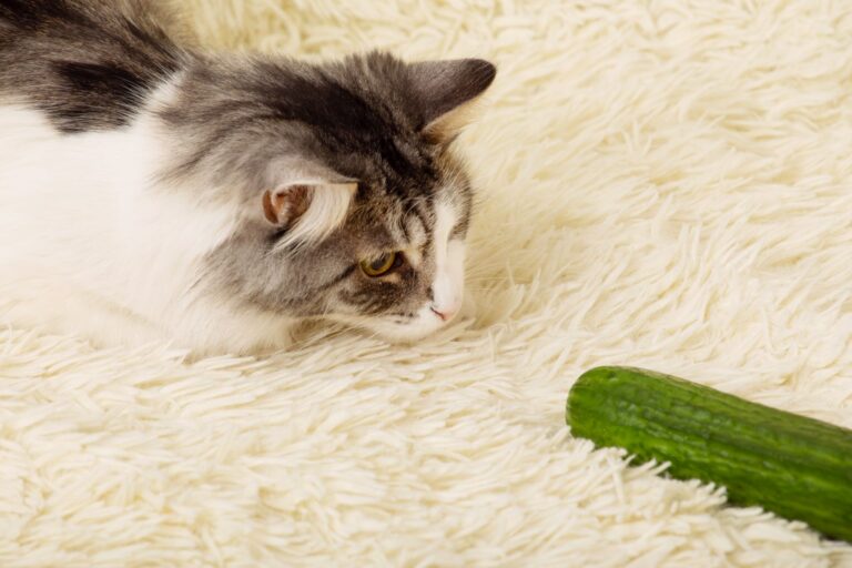 Gatos e pepinos: gato deitado num tapete branco e fofo a olhar para um pepino