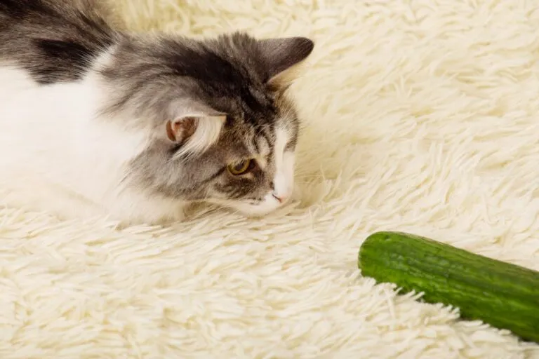 cat plays with cucumber Gatos e pepinos: gato deitado num tapete branco e fofo a olhar para um pepino