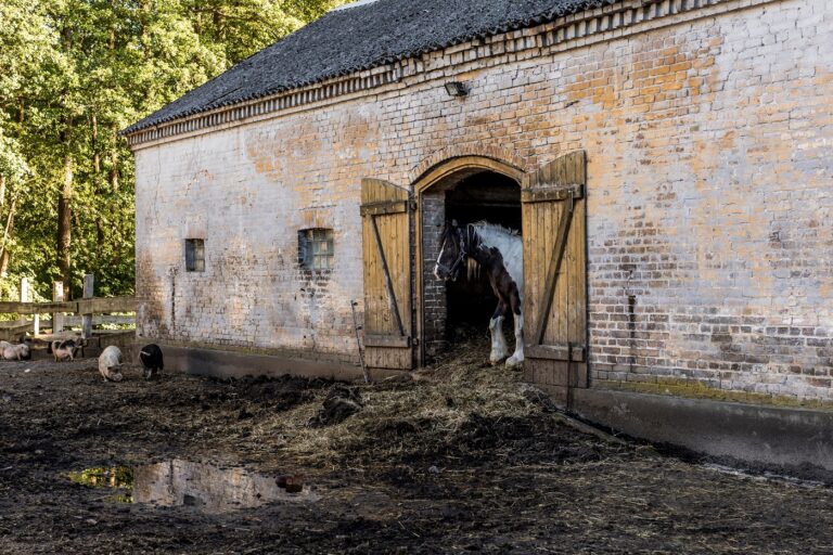 estábulo com cavalo à porta