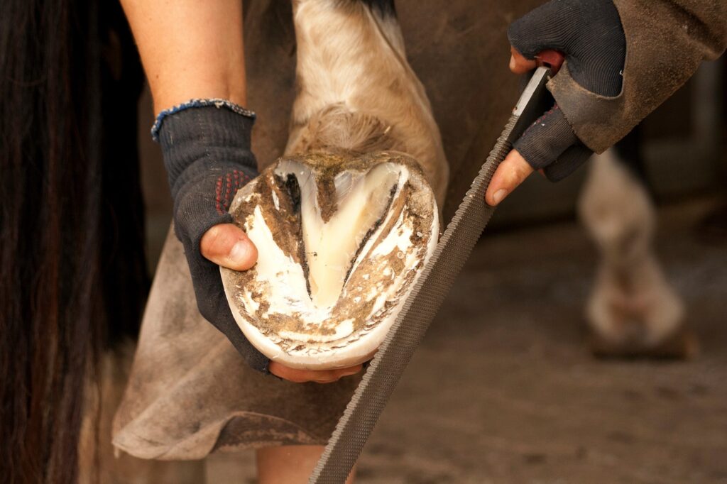 Tudo saber sobre a dermatite de quartela de cavalo - Royal Horse