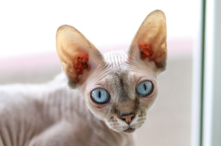 gato sphynx de grandes olhos azuis