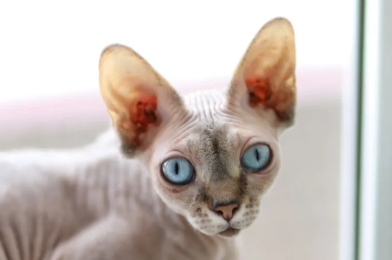 kohona_1 gato sphynx de grandes olhos azuis