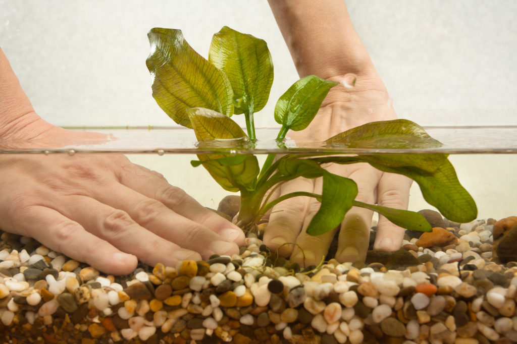 Como montar um aquário: colocação de plantas no fundo