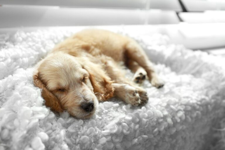 os cães conseguem sonhar_1 cachorro English Cocker Spaniel a dormir