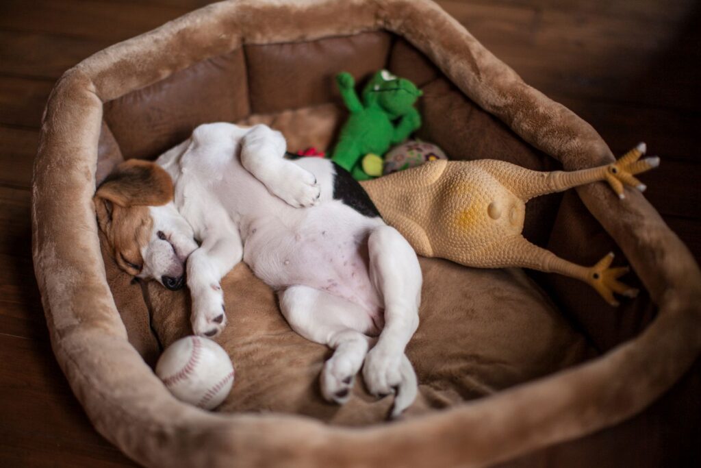 cachorro beagle a dormir numa cama para cão com brinquedos