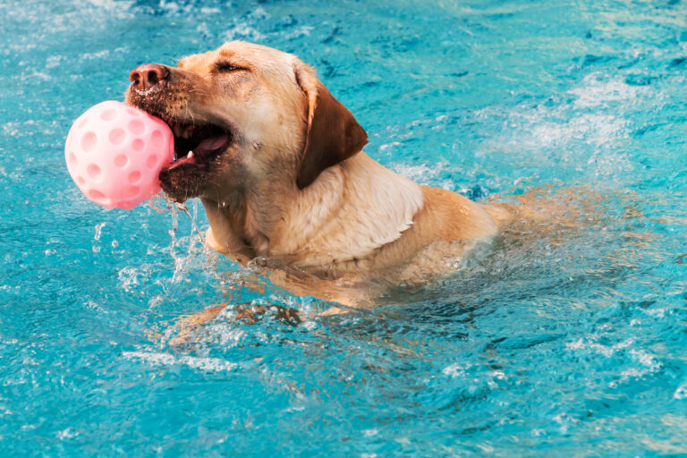 Labrador a tomar banho numa piscina para cães com uma bola cor de rosa na boca