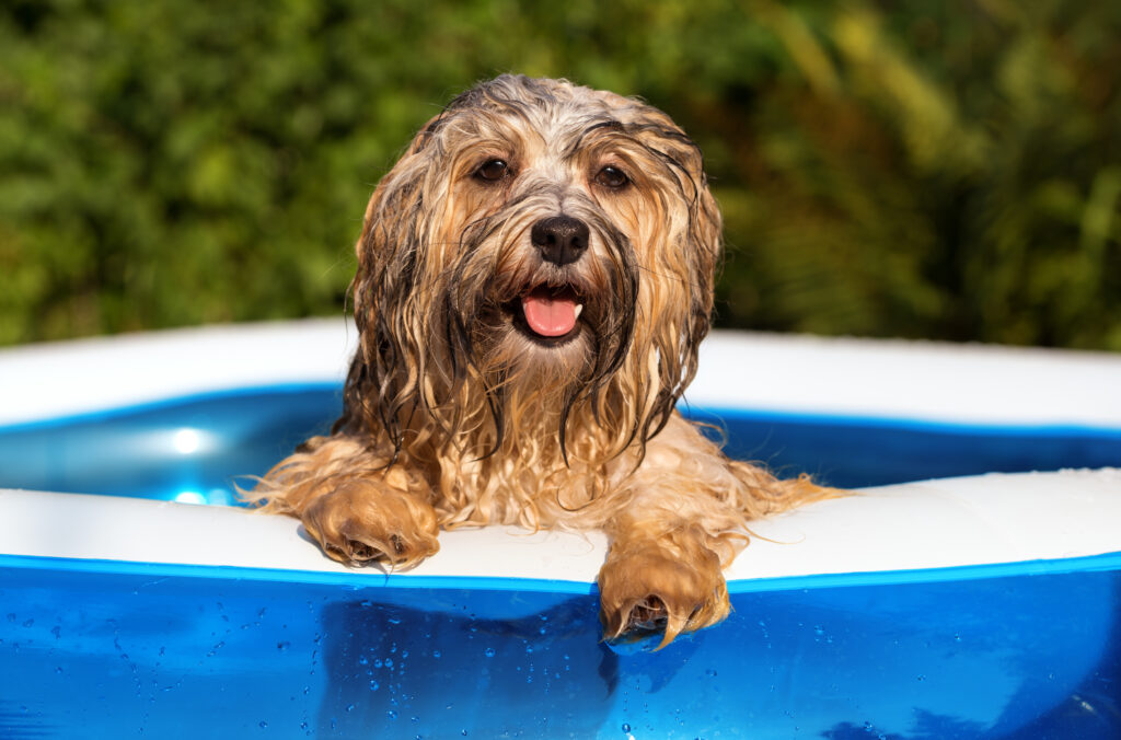 Happy wet havanese dog relies on the edge of an inflatable pool Cão a sair de uma piscina para cães