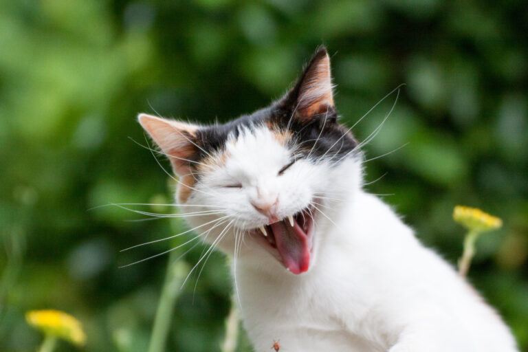 Carmen, le chat qui rit. Carmen, le chat qui rit.