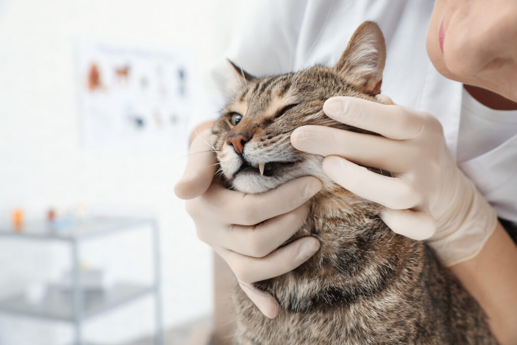 Professional veterinarian examining cat’s teeth in clinic Veterinário examina os dentes de um gato