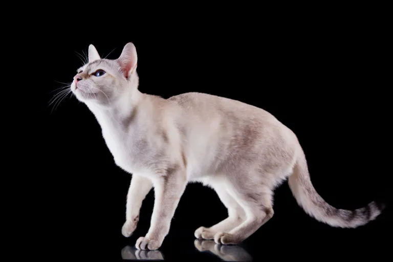 Tonkinese cat Gato tonquinês em pé sob fundo preto