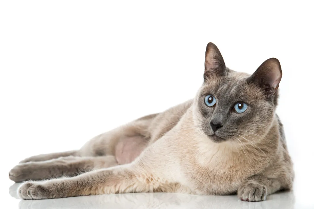 Tonkanese Gato tonquinês deitado sob fundo branco
