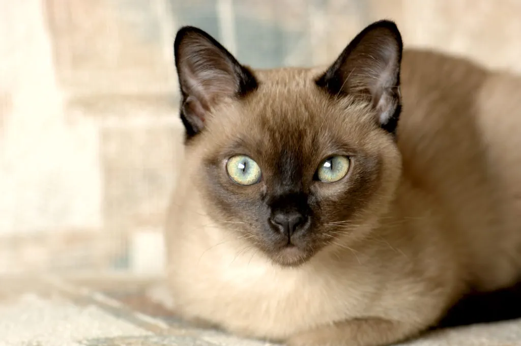 Tonkinese Cat Gato tonquinês deitado numa manta