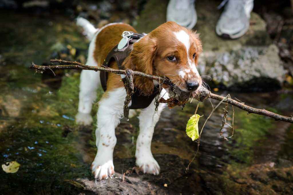 Welsh Springer Spaniel cachorro com um pau na boca num riacho