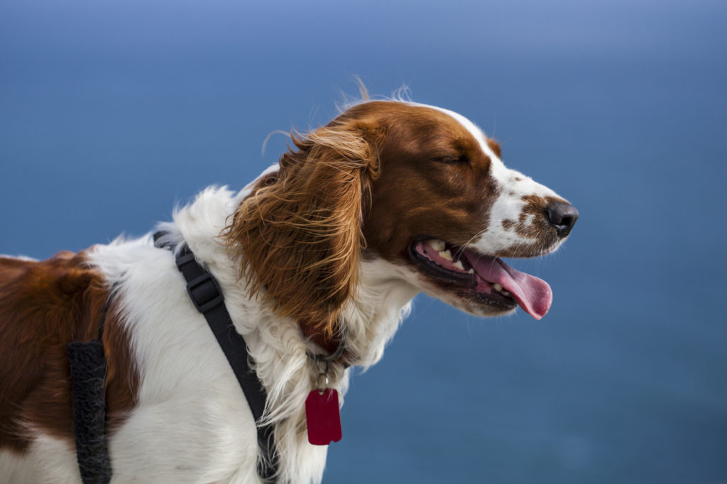 Welsh Springer Spaniel adulto de perfil