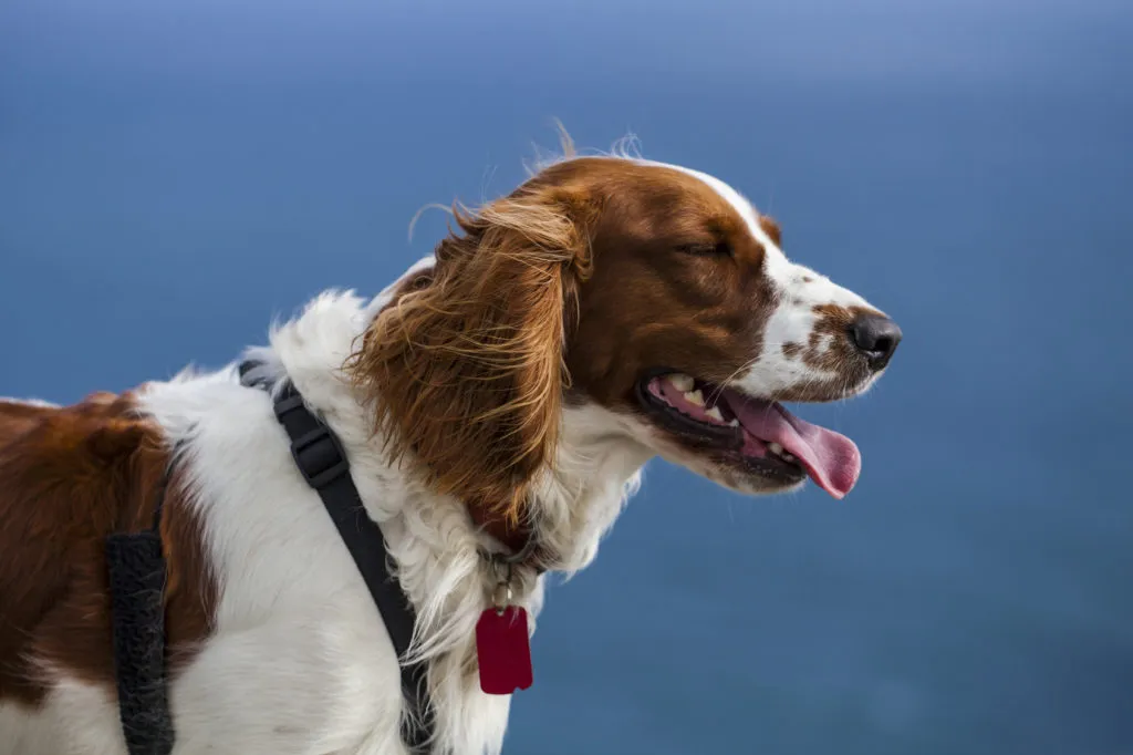 wss_3 Welsh Springer Spaniel adulto de perfil