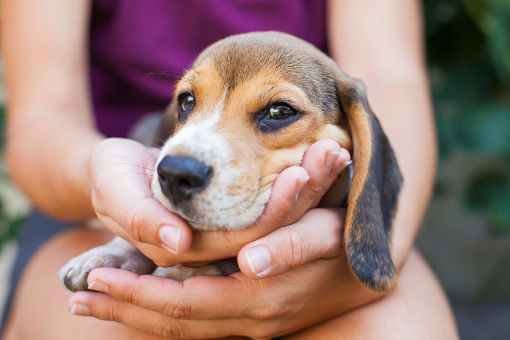 Tricolor purebred beagle puppy Adotar um cão: cachorro beagle aninhado nas mãos da dona