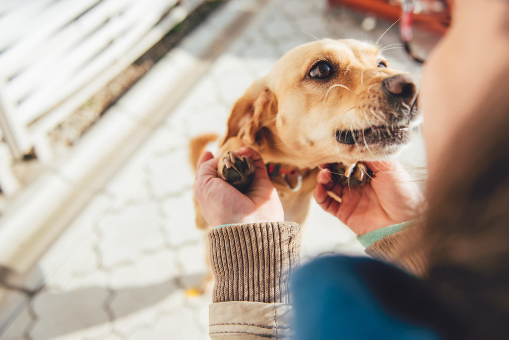 Woman Cuddling Her Dog Cachorro a receber festas