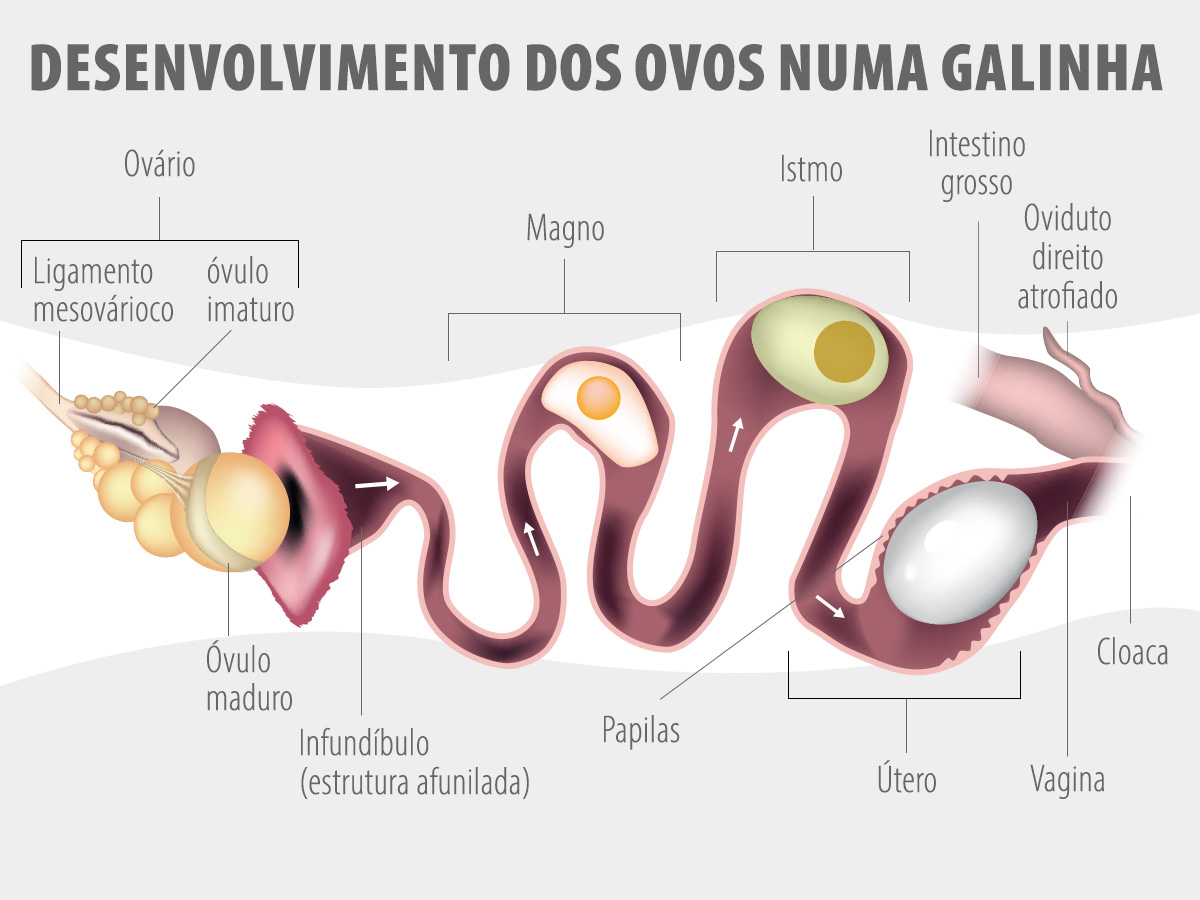 2022_10_ChickenEggFormation_1200x900_PT Desenho da anatomia da galinha com enfoque na formação dos ovos