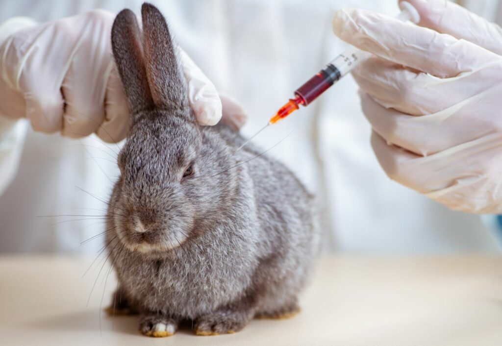 Coelho no veterinário: O vírus da DHV dos coelhos pode ser identificado através de análises ao sangue