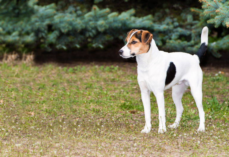Smooth Fox Terrier stands.  The Smooth Fox Terrier stands in the park.