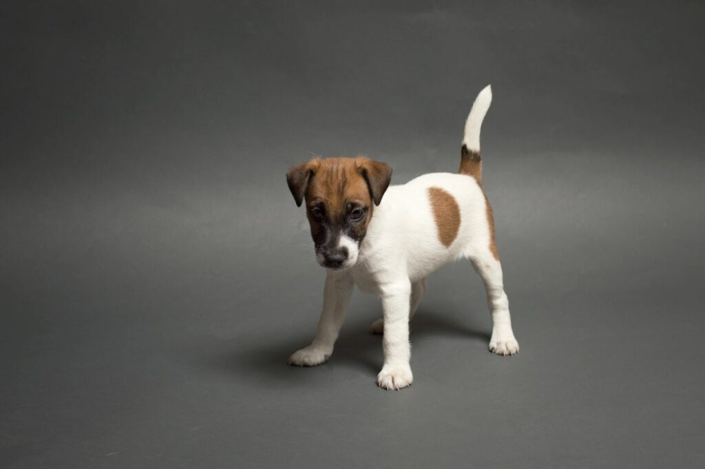 Cachorro fox terrier de pelo liso em pé em fundo cinzento