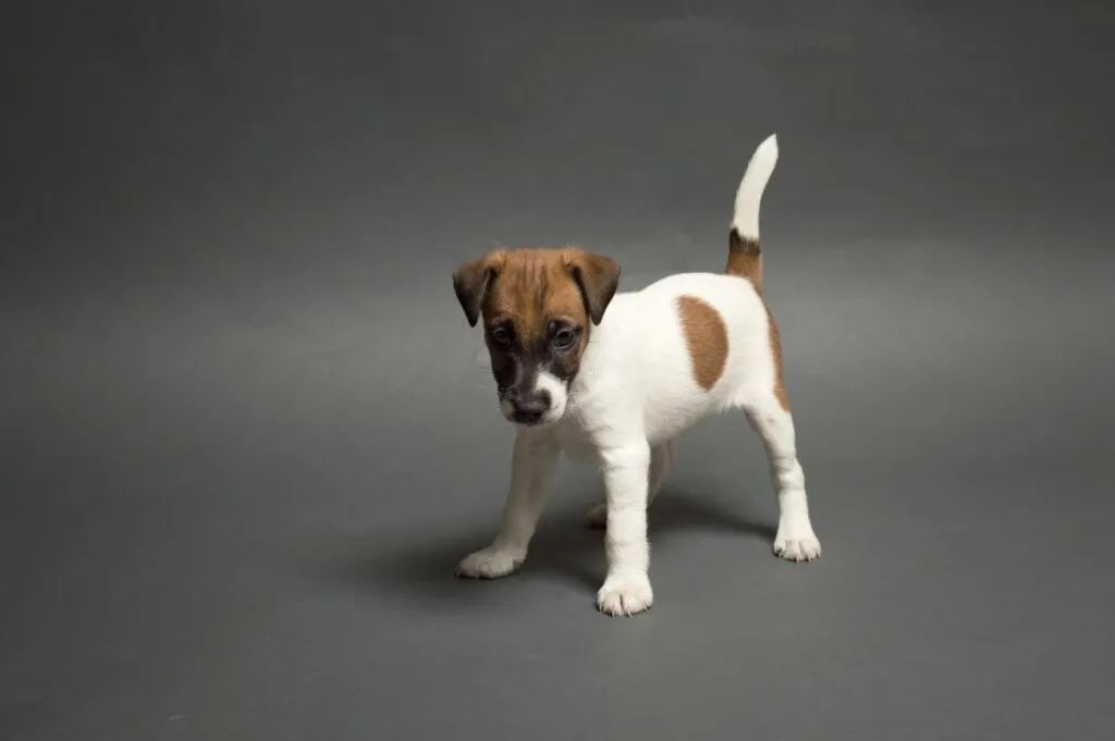 Little cute puppy smooth hair Fox terrier on a gray background Cachorro fox terrier de pelo liso em pé em fundo cinzento