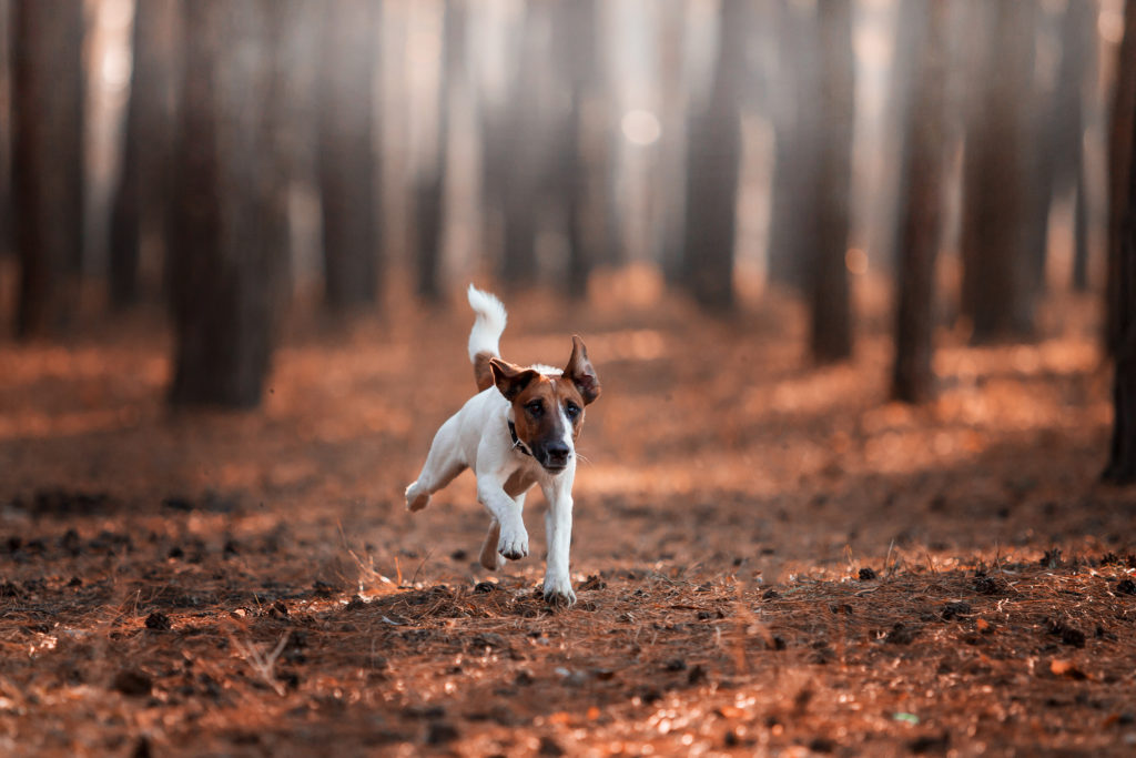 Fox terrier de pelo liso a correr numa floresta no outono