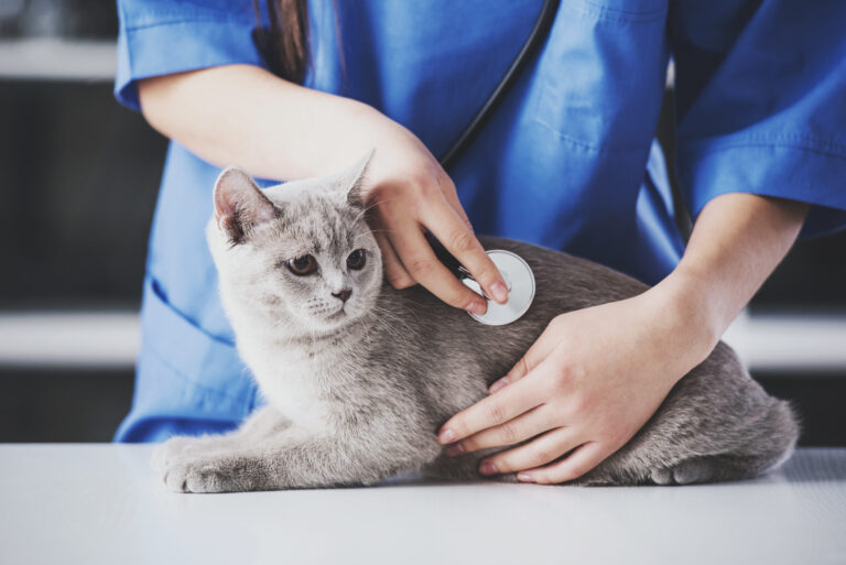 veterinária a auscultar gato cinzento