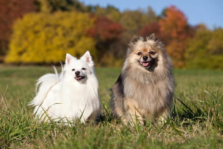 Foto de Dogue Alemão Cachorro Marrom e mais fotos de stock de