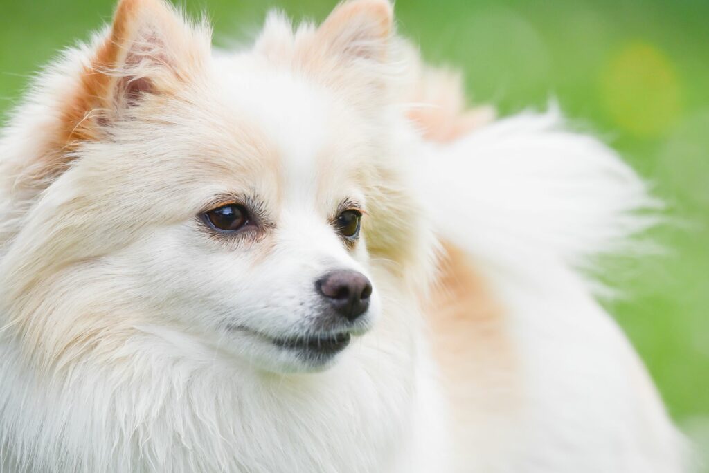 Spitz alemão branco