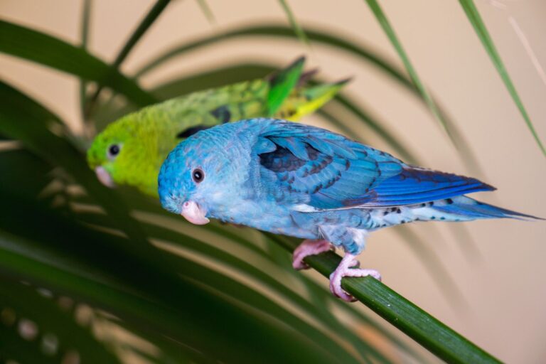 Parakeets