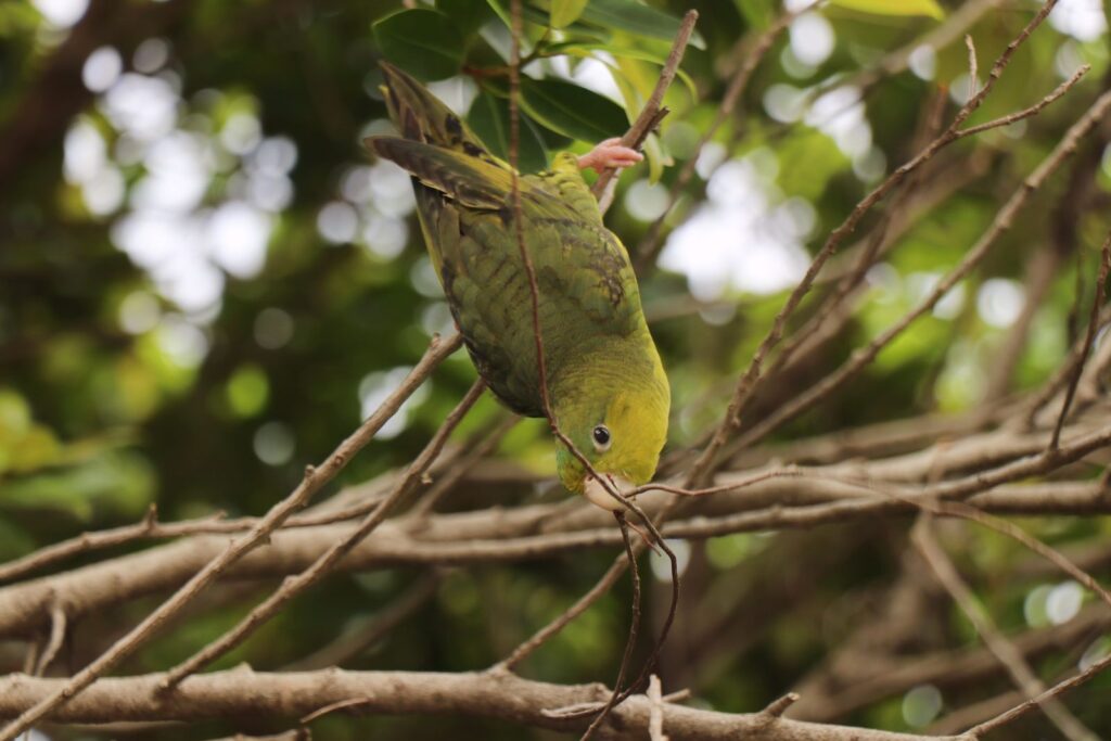 Periquito-catarina esverdeado num ramo de árvore