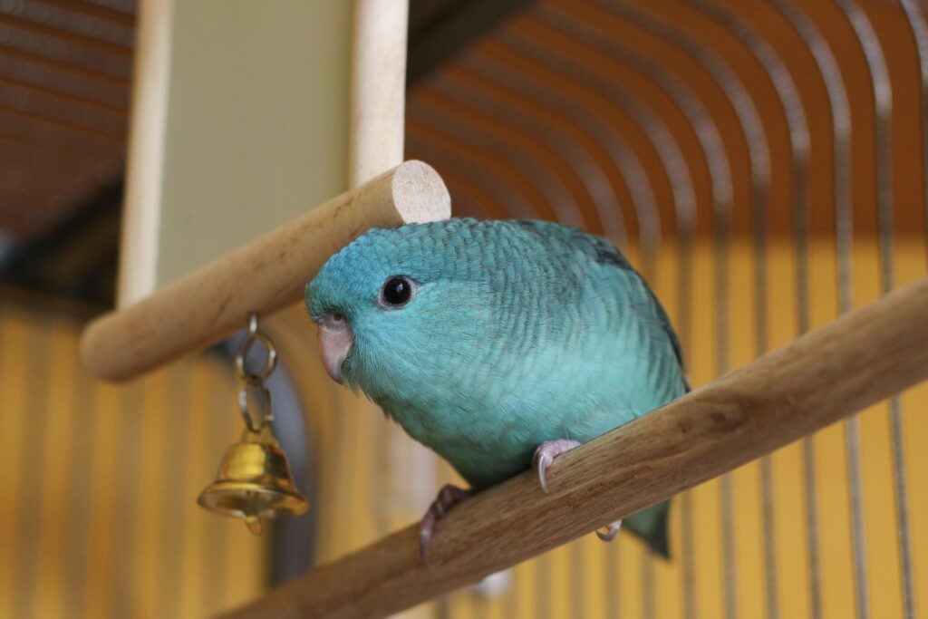 Periquito-catarina azul num poleiro